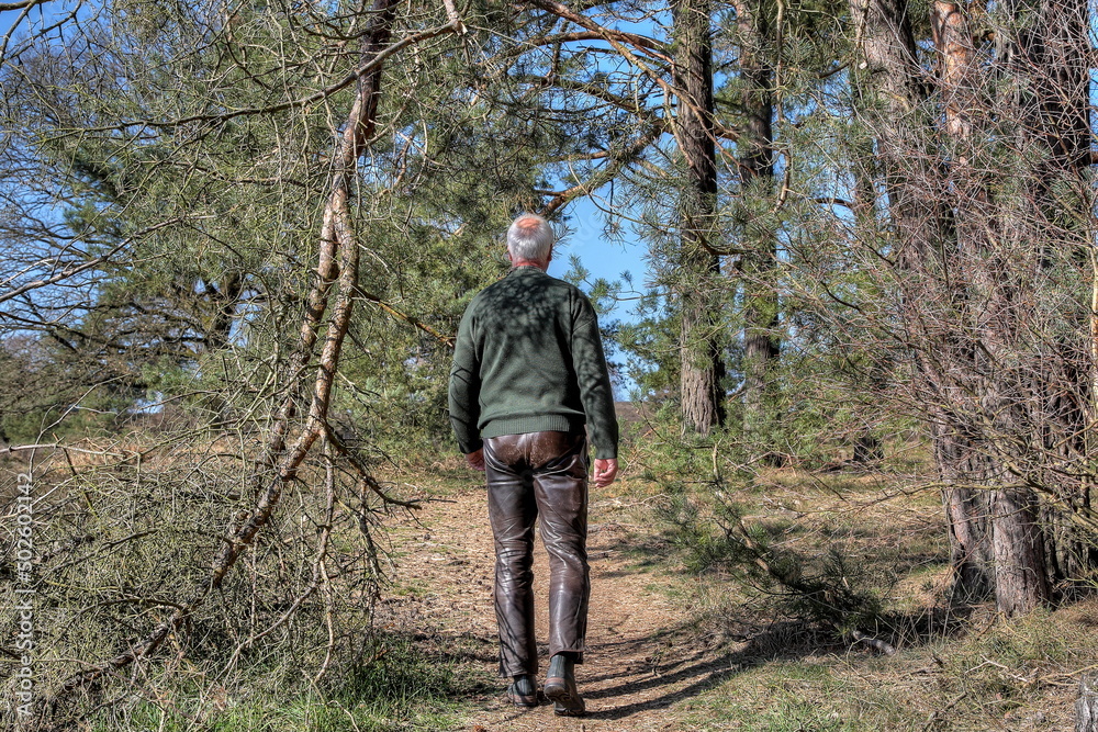 The sky is blue and cloudless, a lonely hiker walks along the narrow path through the forest. Hiking in the Lüneburg Heath is a great nature experience for young and old people..