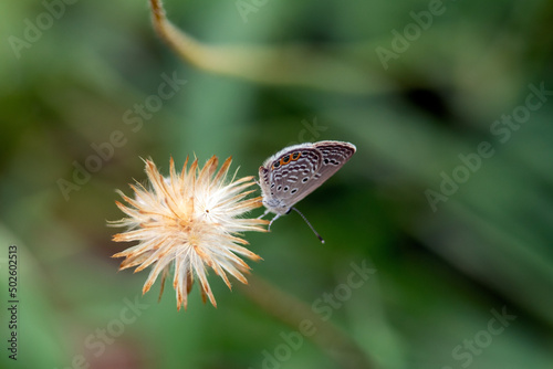 butterfly on a flower