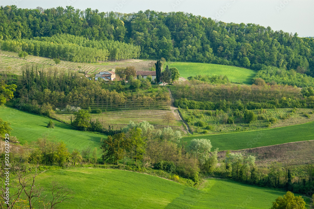 Fototapeta premium Campi e boschi