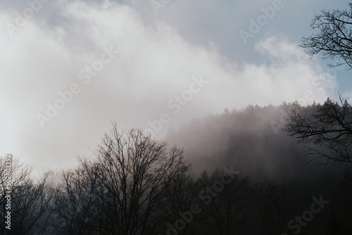 fog in the woods © Marius Indrei Photos