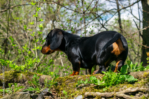 Young dachshund resting and chilling