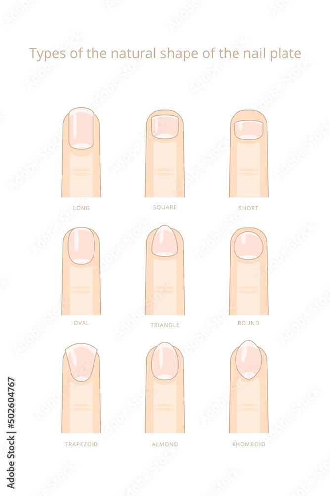 Types of the natural form of the nail plate. Vector stock illustration.