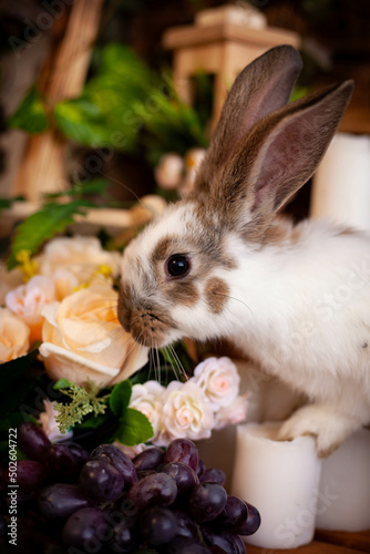 spotted rabbit sniffs white flowers