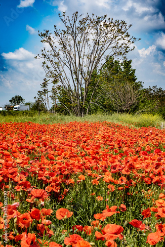 Wallpaper Mural la natura ed il campo di papaveri Torontodigital.ca