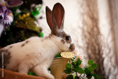 spotted rabbit sniffs white flowers