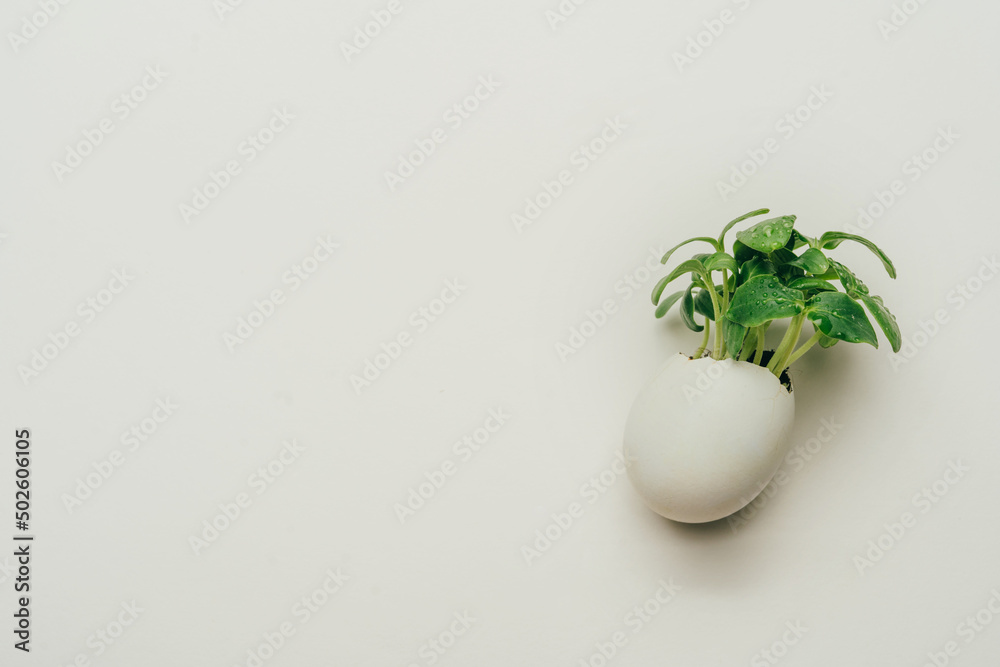 Eggshell with cucumber sprouts on the grey background Eggshell with cucumber sprouts on the grey background