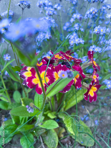 butterfly on a flower