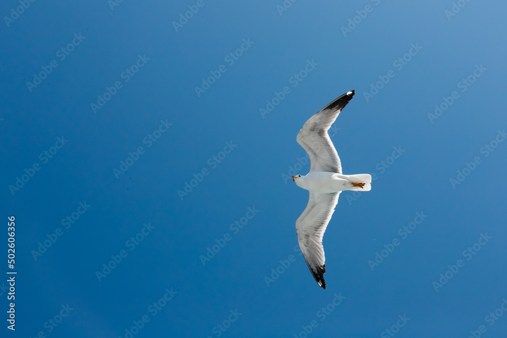 Obraz premium seagull flying in the sky