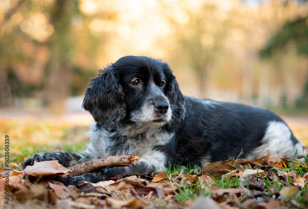 Dog resting in nature at sunset, cute dog photo. Dog resting in nature at sunset, cute dog photo.
