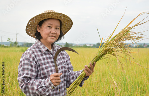 Portrait of an elderly Asian woman holding a bouquet of riceear and harvest sickle near rice paddy field which is ready for harvest.