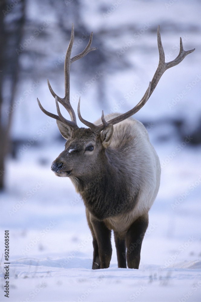 Elk in a snow covered landscape, Yellowstone National Park, Wyoming, USA Elk in a snow covered landscape, Yellowstone National Park, Wyoming, USA