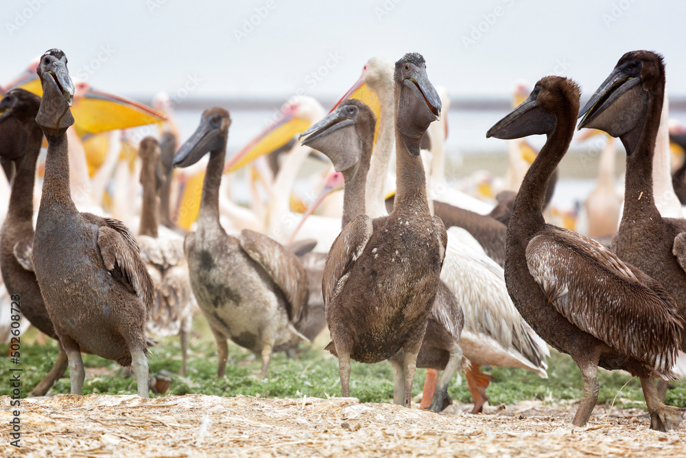 Obraz premium Pink pelicans with chicks on the shore of Lake Manich-Gudilo in Kalmykia, Russia