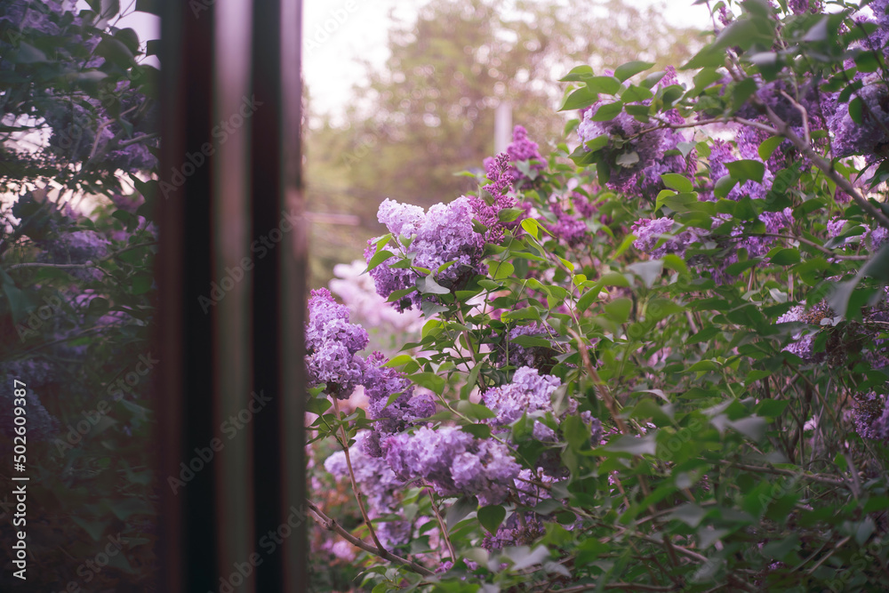 Obraz premium Beautiful lilac bush in bloom outside the window.