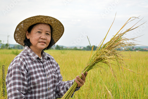 Portrait of elderly Asian woman who is holding a bouquet of riceear which is ready for harvest in her yellow rice paddy field.