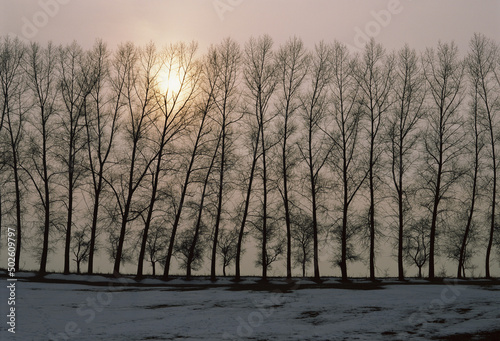 Silhouette of trees, Czech Republic