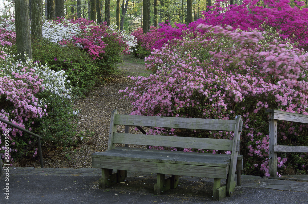 Bench in a park with azaleas and Tulip Poplar Trees Bench in a park with azaleas and Tulip Poplar Trees