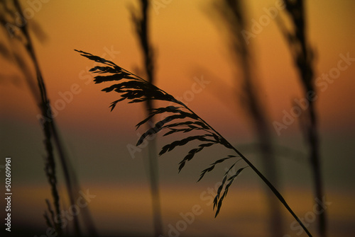 Sea oats