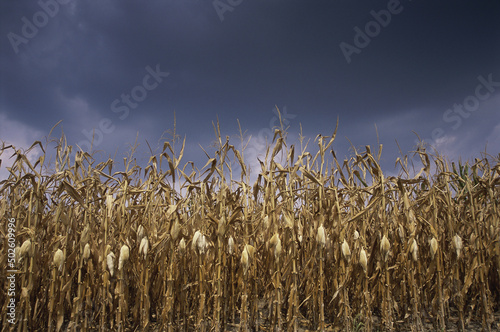 Corn crop in a field