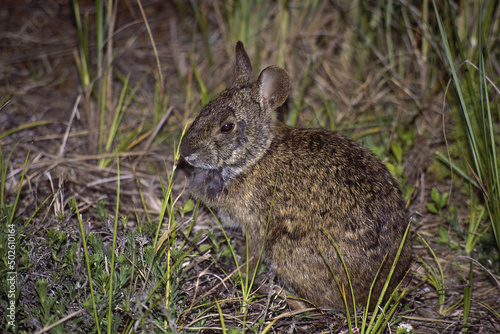 Marsh Rabbit