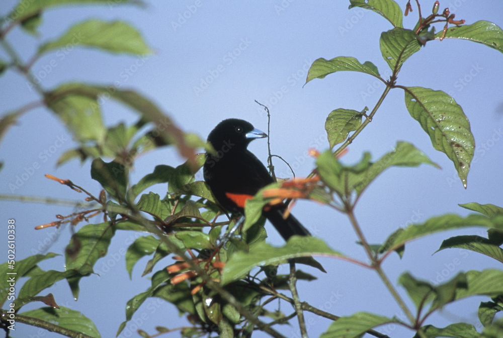 Scarlet-Rumped Tanager in a tree Scarlet-Rumped Tanager in a tree