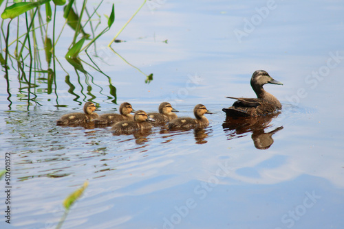 American Black Duck (Anas rubripes) with its ducklings in a lake