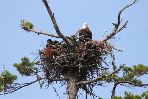 Low angle view of a Bald eagle (Haliaeetus leucocephalus) resting in its nest photo