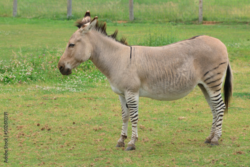 Zeedonk the cross breed of zebra and donkey standing in field photo