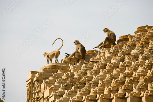 India, Rajasthan, Monkeys atop 15th century Samadhisuara Temple in Chittorgarh Fort photo