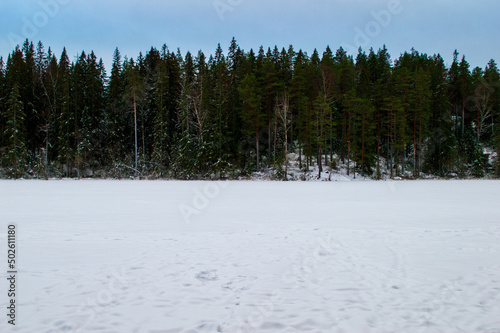 Wallpaper Mural Frozen lake surrounded by evergreen trees in winter time in the forest near Helsinki, Finland Torontodigital.ca