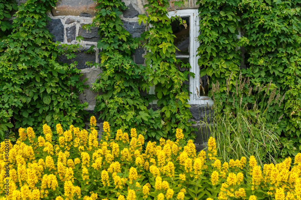 Obraz premium The facade of the house is immersed in greenery and yellow flowers, the white windows of the house, rural scene