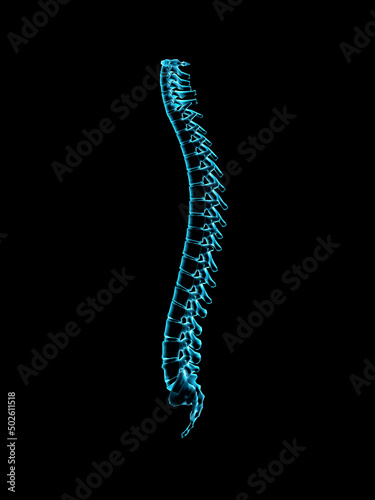 Male spine side view in blue X-ray 2, Digitally Generated Image by Hank Grebe photo