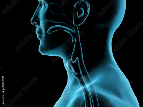 Sore throat, side x-ray, Hank Grebe, (b.20th C./American), Computer graphics photo