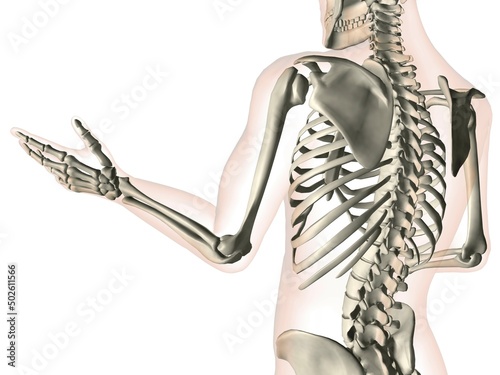 X-ray view of elbow bones in a see-through arm with hand and spinal bones photo
