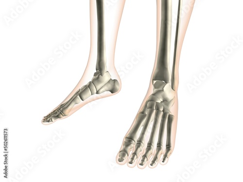 X-ray view of foot bones