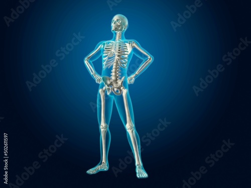 X-ray view of a human skeleton posing