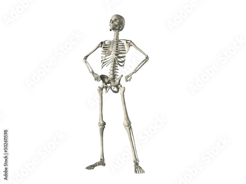X-ray view of a human skeleton posing