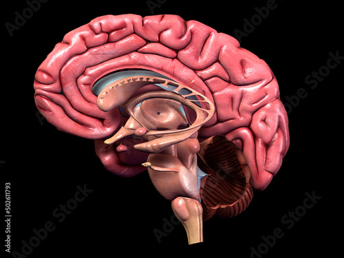 Full color, detailed human brain anatomy, 3-D medical illustration of sagittal section (side view, cross section) of human brain and its parts photo