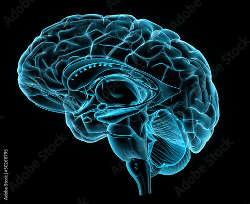 Blue X-ray image of human brain anatomy, 3-D sagittal section (side view, cross section) of human brain and its parts