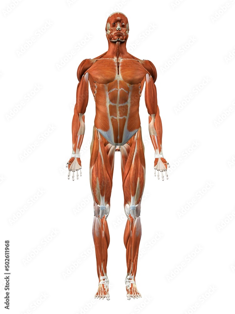 Male chest and abdominal muscles detailed anatomy Male chest and abdominal muscles detailed anatomy