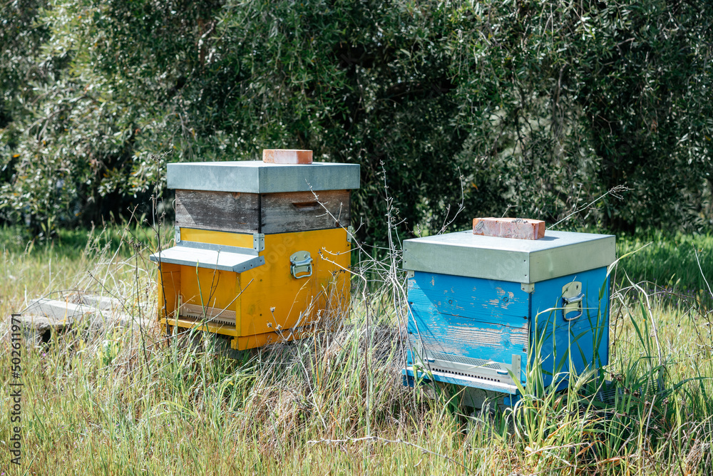 Bee hives in the field in Italy