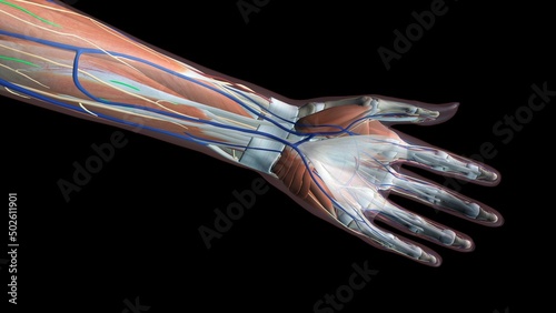 Female palm and wrist anatomy, palm, anterior view, Full color on black background
