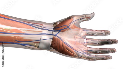 Female palm and wrist, anterior view, Close up, detailed anatomy, full color on white background photo