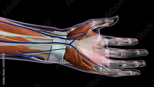 Female palm and wrist, anterior view, Close up, xray skin, detailed anatomy, full color on black background photo