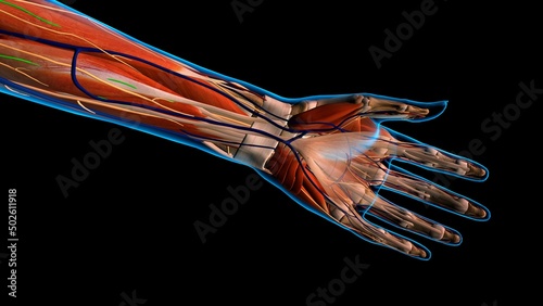Female palm and wrist, anterior view, xray skin, detailed anatomy, full color on black background photo
