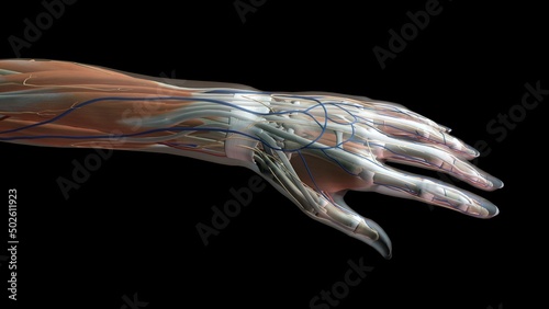 Female thumb, fingers and wrist anatomy, back, posterior view, full color on black background photo