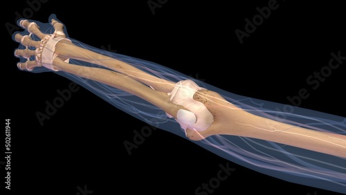 Female elbow and forearm skeletal anatomy, back, posterior view. Full color 3D illustration on black background