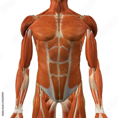 Male chest and abdominal muscles, detailed anatomy, full color 3D illustration on white background photo