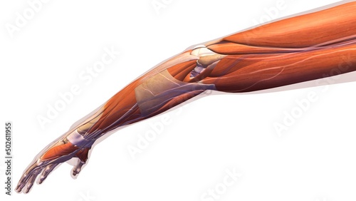 Female elbow and forearm muscular anatomy, back, posterior view. Full color 3D illustration on white background photo
