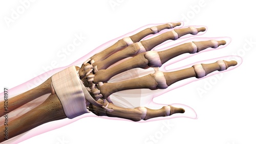 Female bones of hand, wrist, thumb, and fingers anatomy, back, posterior view. Full color on white background photo