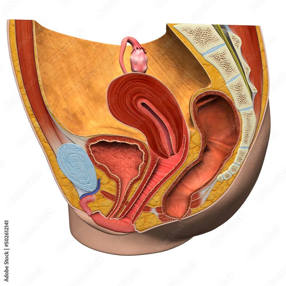 Female reproductive system, medical illustration Female reproductive system, medical illustration